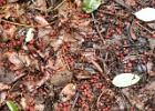 MADRONE CARPET 